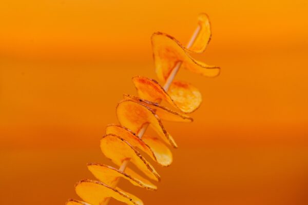 A visually appealing spiral potato skewer with a vibrant yellow background offering ample copy space.